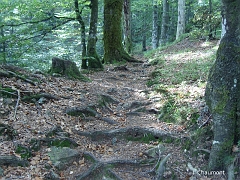 Le sentier à mis à nus les racines des arbres qui forment autant d'escaliers de fortune